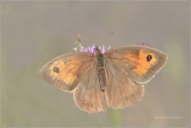 <p>OKÁČ LUČNÍ (Maniola jurtina) ---- /Meadow brown butterfly - Großes Ochsenauge/</p>